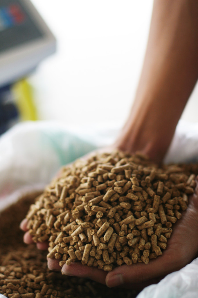 How Animal Feed Affects Our Food - EURObizEURObiz